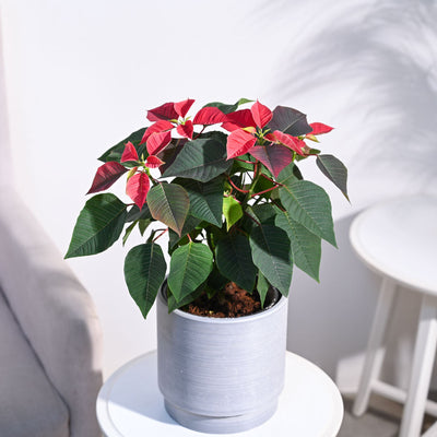 Poinsettia Red Plant with Oslo Planter