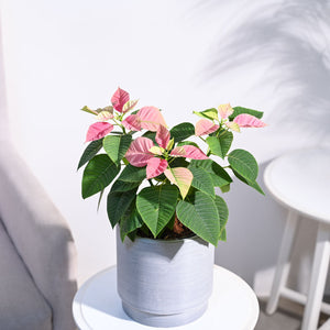 Poinsettia Pink Plant with Oslo Planter