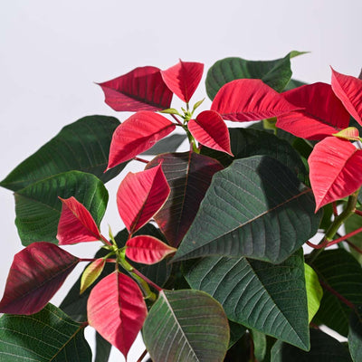 Poinsettia Red Plant with Oslo Planter