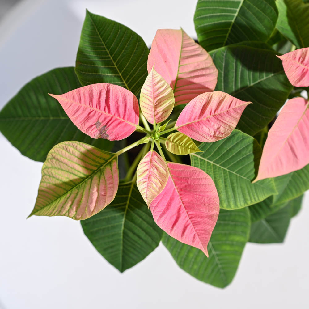 Poinsettia Pink Plant with Oslo Planter
