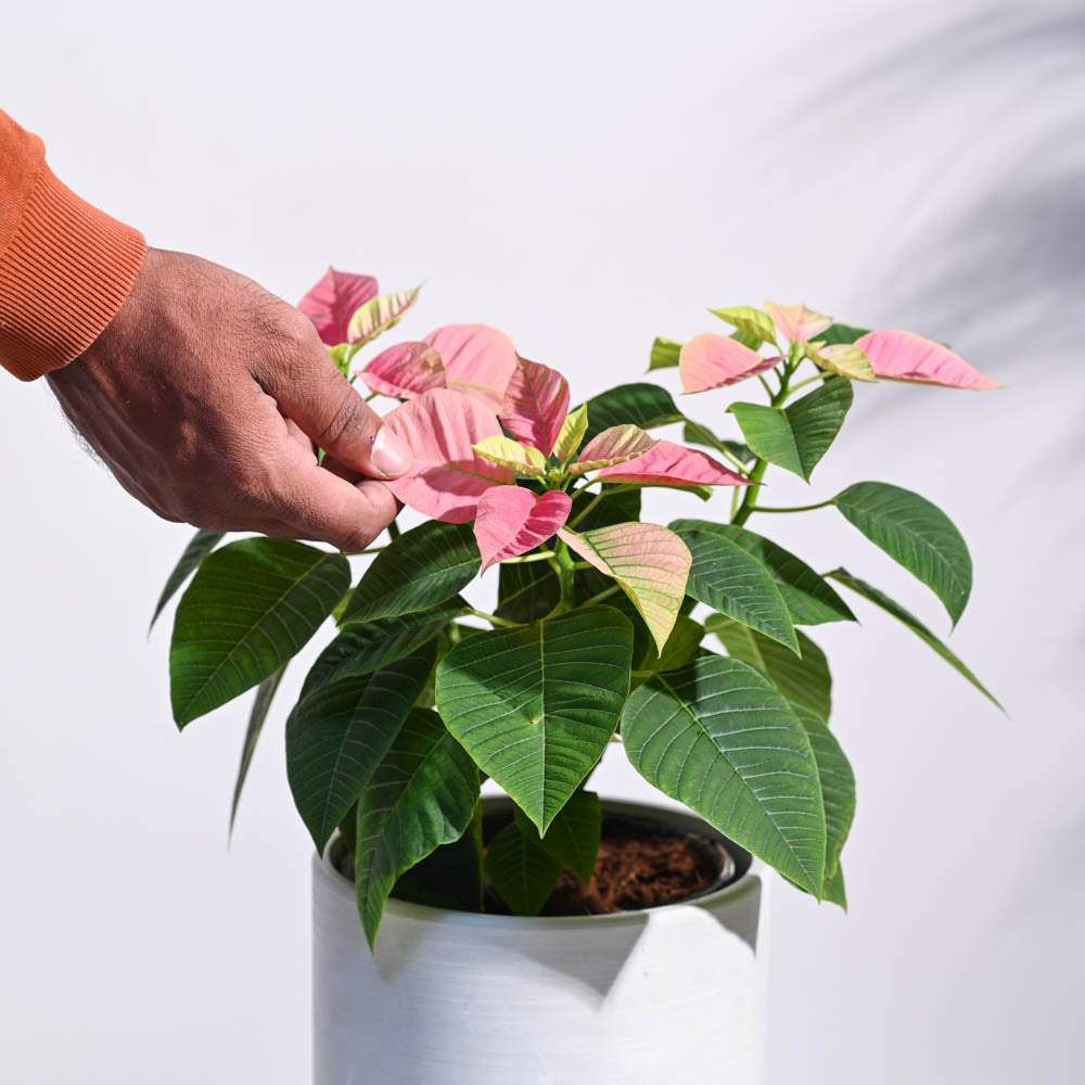 Poinsettia Pink Plant with Oslo Planter