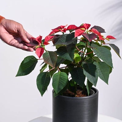 Poinsettia Red Plant with Oslo Planter