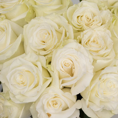 Mia White Rose