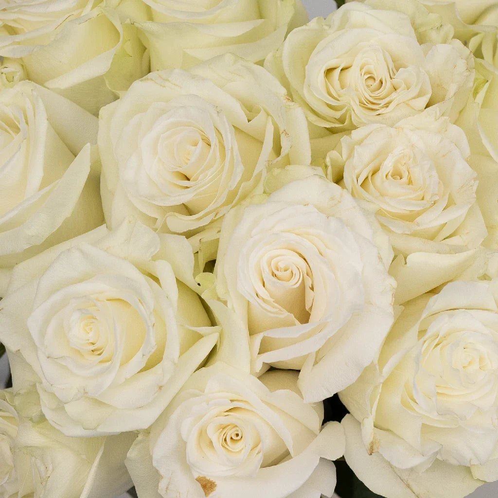 Mia White Rose