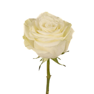 Mia White Rose