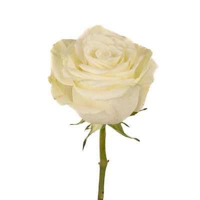 Mia White Rose