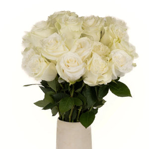 Mia White Rose