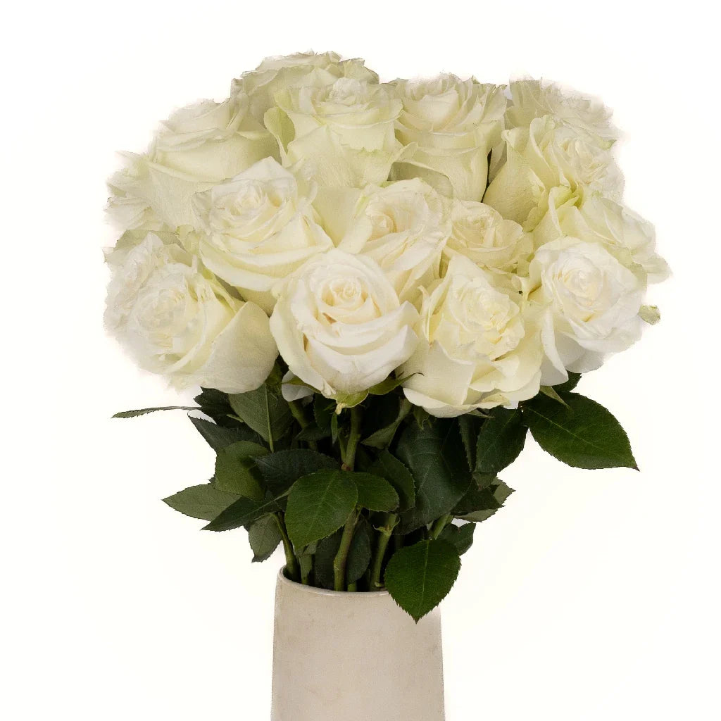 Mia White Rose