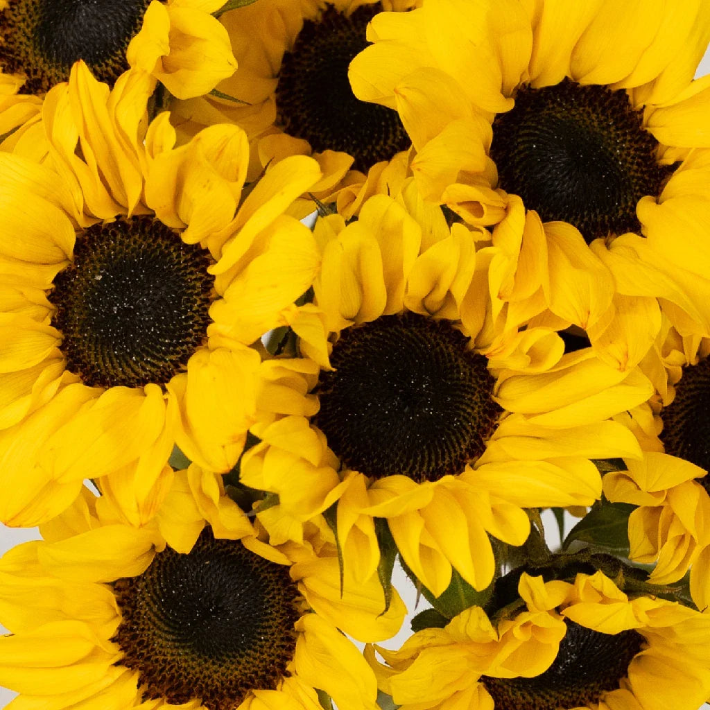 Mini Vincent Sunflowers