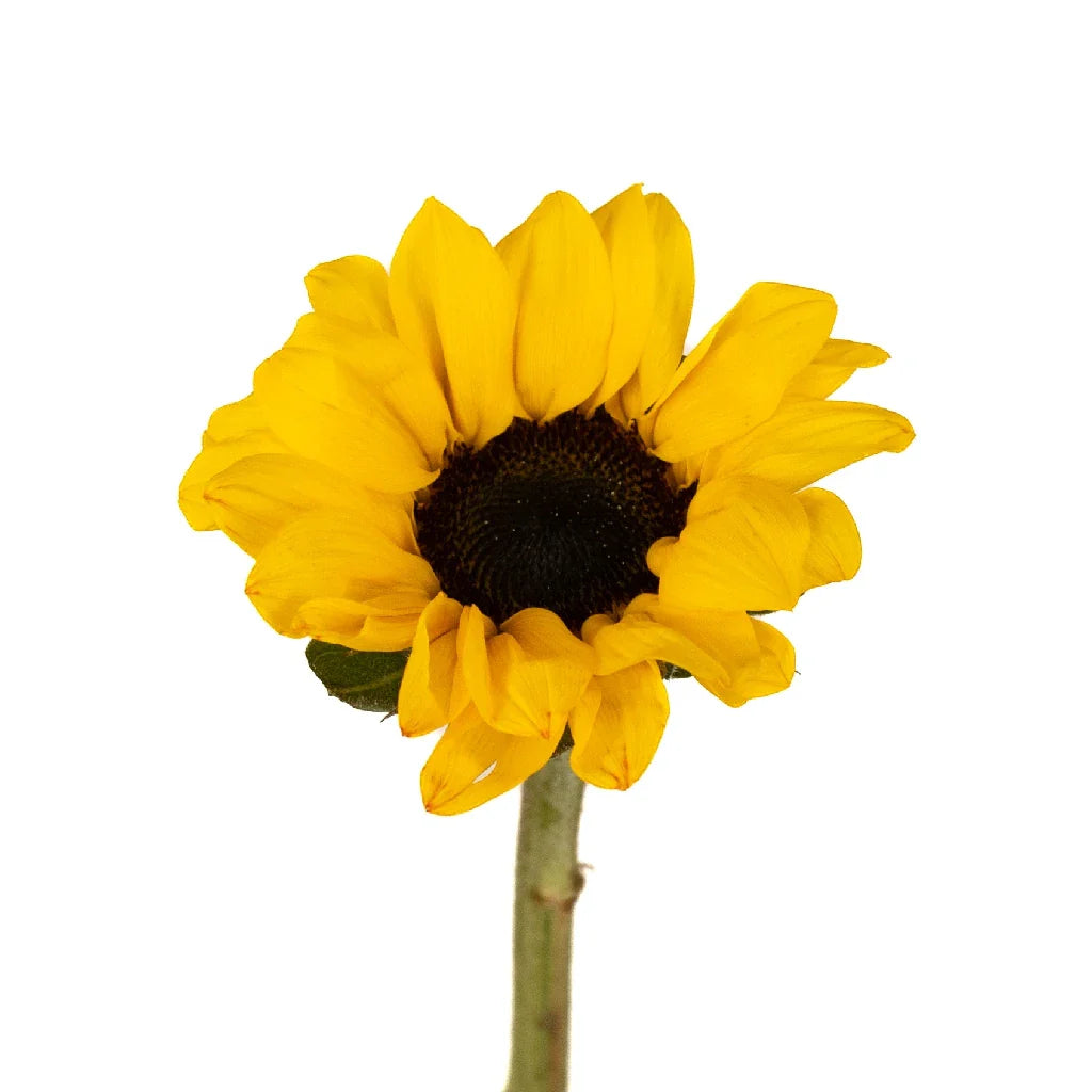 Mini Vincent Sunflowers