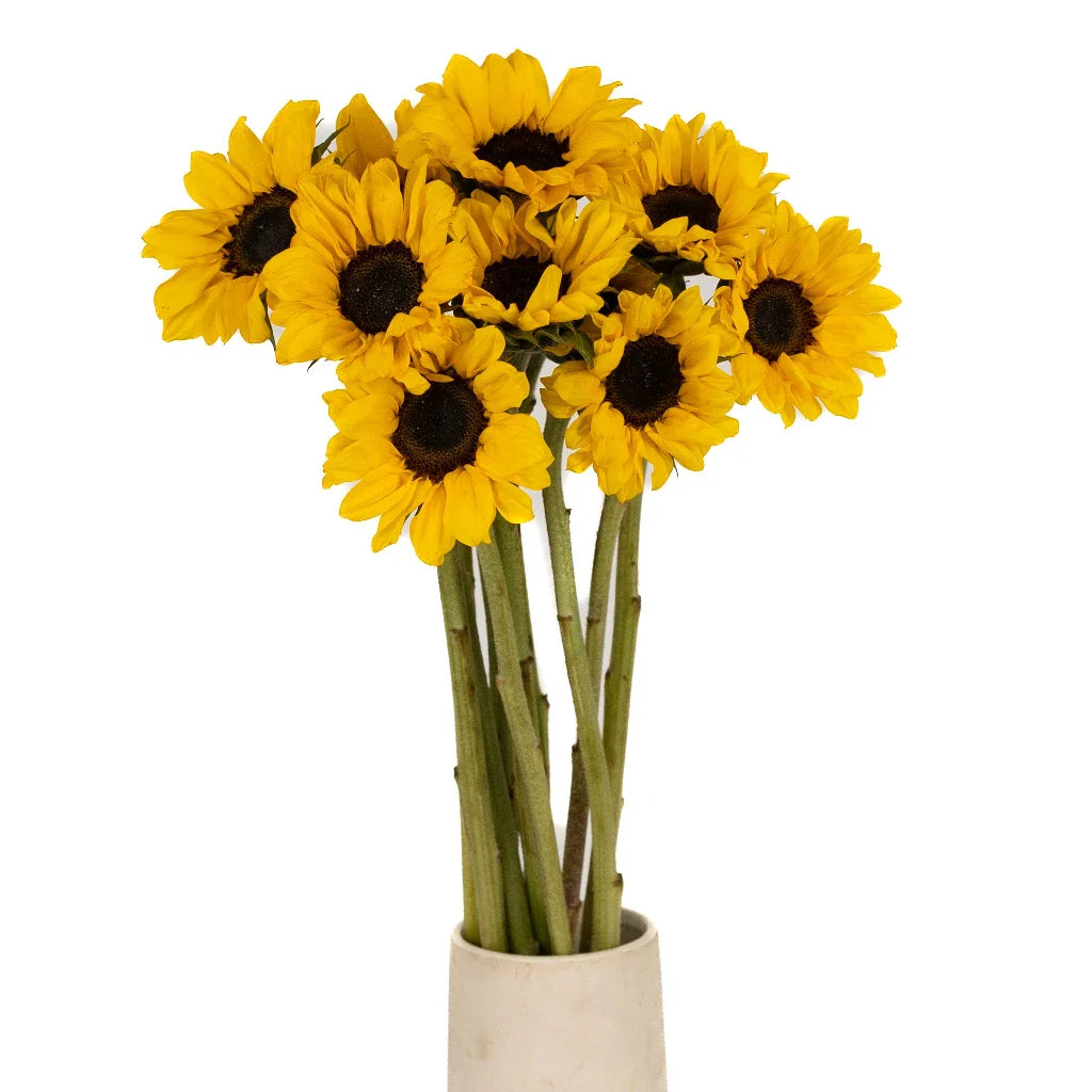 Mini Vincent Sunflowers