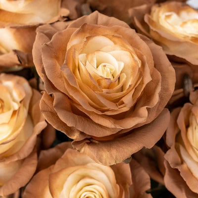 Mocha Brown Tinted Roses