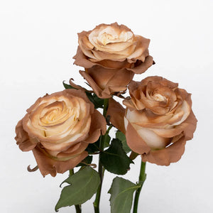 Mocha Brown Tinted Roses