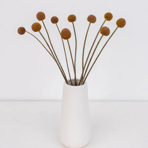 Mocha Mousse Craspedia Billy Balls