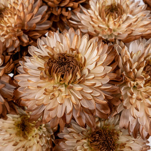 Mocha Mousse Cremon Mum