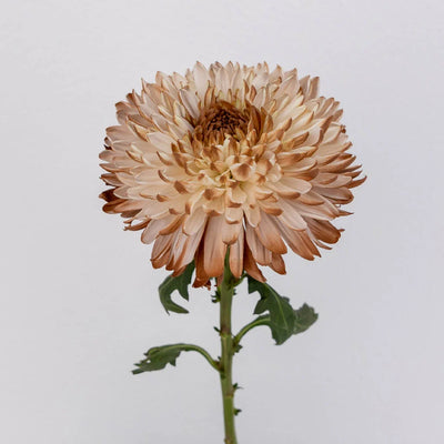 Mocha Mousse Cremon Mum