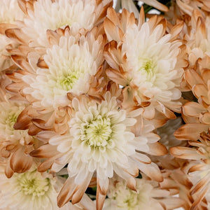 Mocha Mousse Enhanced Pom Flower