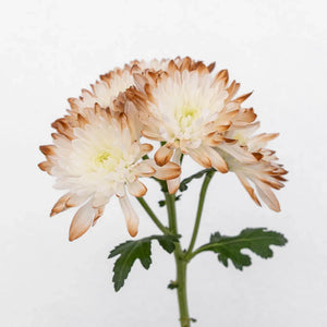 Mocha Mousse Enhanced Pom Flower