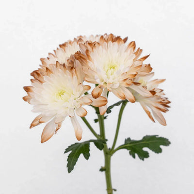 Mocha Mousse Enhanced Pom Flower