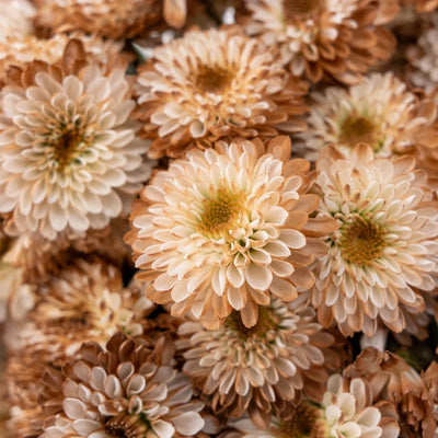 Mocha Mousse Enhanced Mini Button Flower
