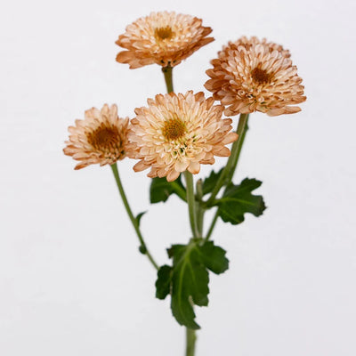 Mocha Mousse Enhanced Mini Button Flower