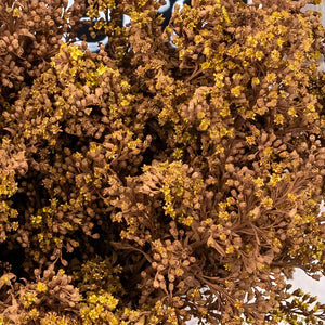 Mocha Mousse Enhanced Solidago Flowers