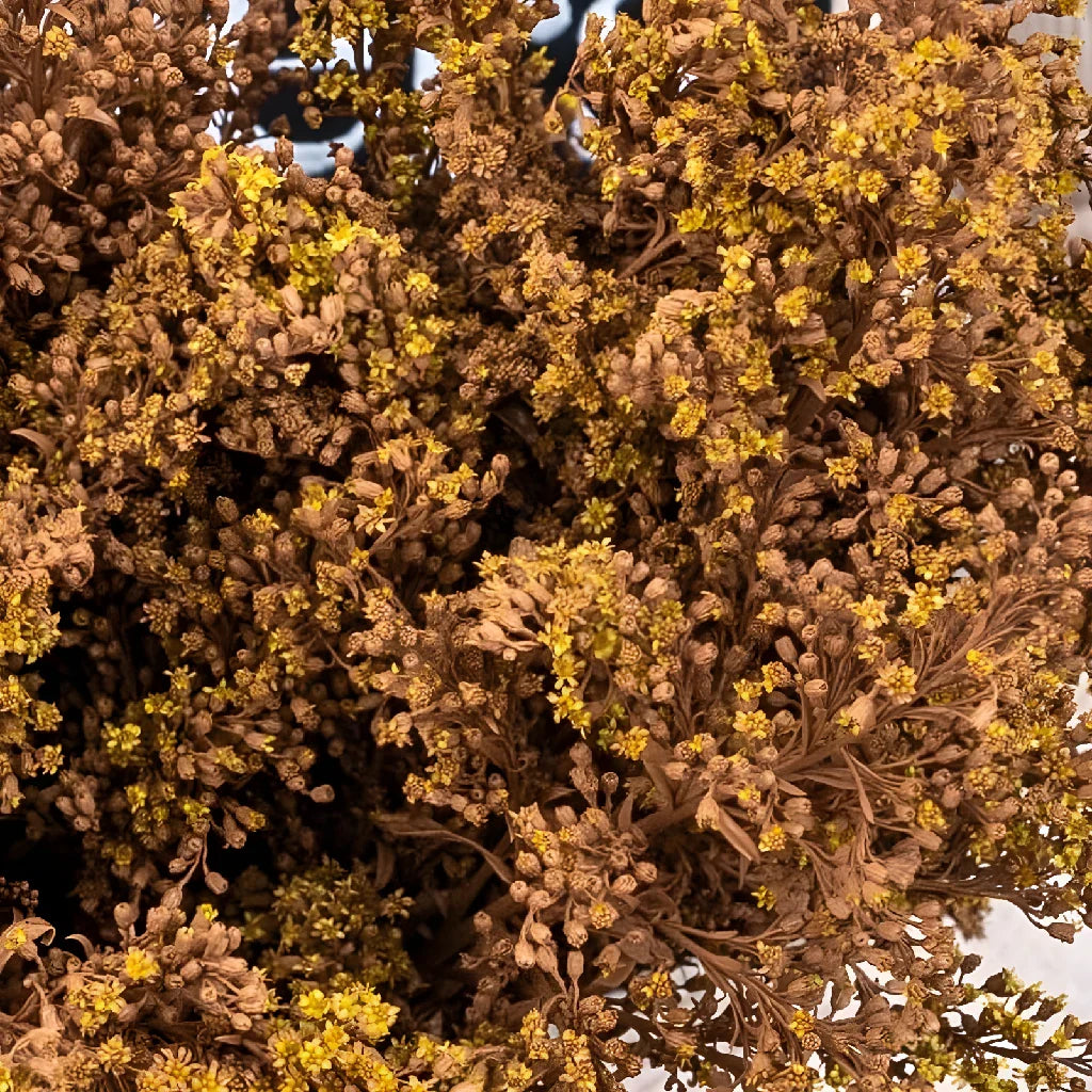 Mocha Mousse Enhanced Solidago Flowers