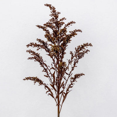 Mocha Mousse Enhanced Solidago Flowers