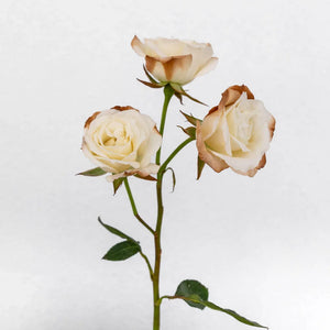 Mocha Mousse Ivory Spray Roses