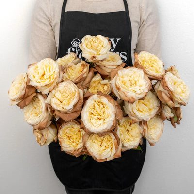 Mocha Tinted Champagne Garden Rose