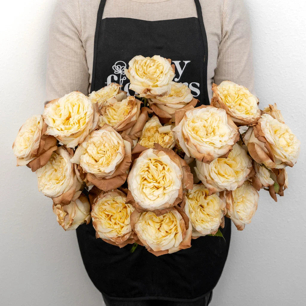 Mocha Tinted Champagne Garden Rose