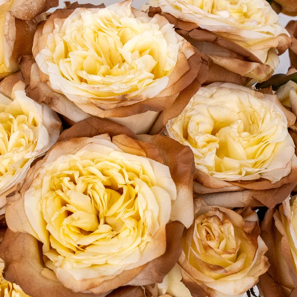 Mocha Tinted Champagne Garden Rose