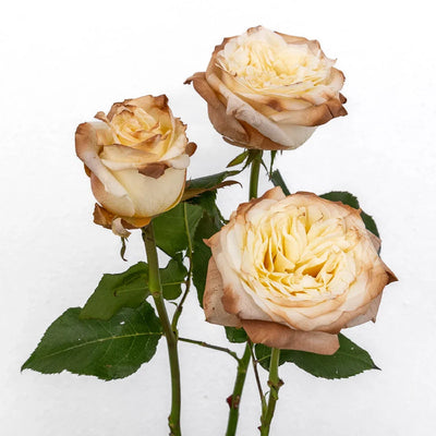 Mocha Tinted Champagne Garden Rose