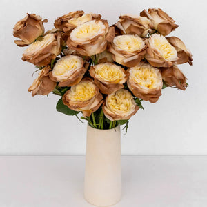 Mocha Tinted Champagne Garden Rose