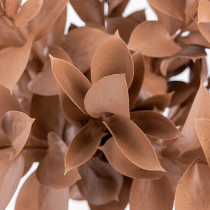 Mocha Mousse Ruscus Greenery