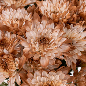 Mocha Mousse Sprayed Enhanced Pom Flower