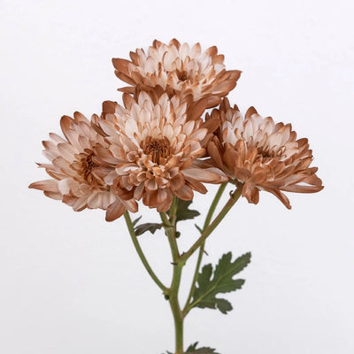 Mocha Mousse Sprayed Enhanced Pom Flower