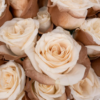 Mocha Mousse Tinted Roses