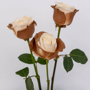 Mocha Mousse Tinted Roses