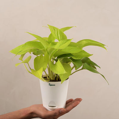 Money Plant Golden For Environment Day Gifting