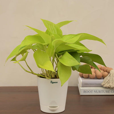 Money Plant Golden For Environment Day Gifting