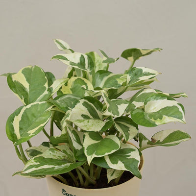 Money Plant N'Joy Corporate Gift Hamper