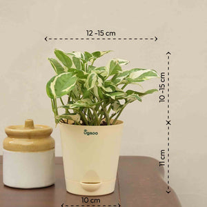 Money Plant N'Joy Corporate Gift Hamper