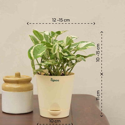 Money Plant N'Joy Corporate Gift Hamper