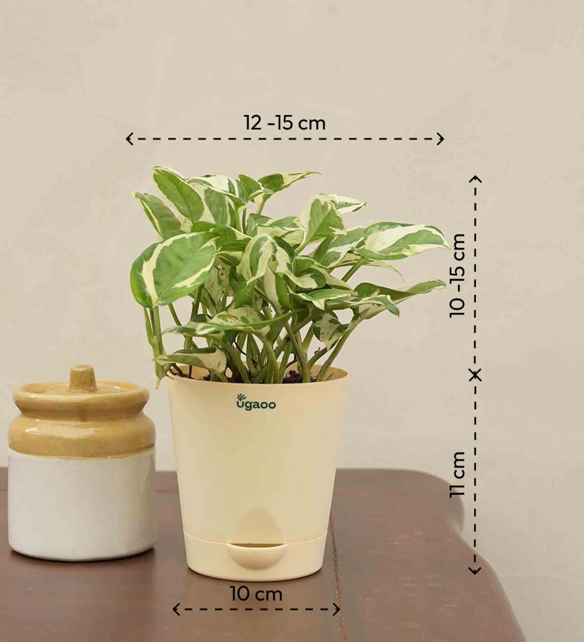 Money Plant N'Joy Corporate Gift Hamper