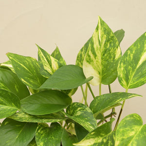 Money Plant Variegated Corporate Gift Hamper