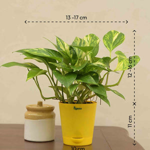 Money Plant Variegated Corporate Gift Hamper