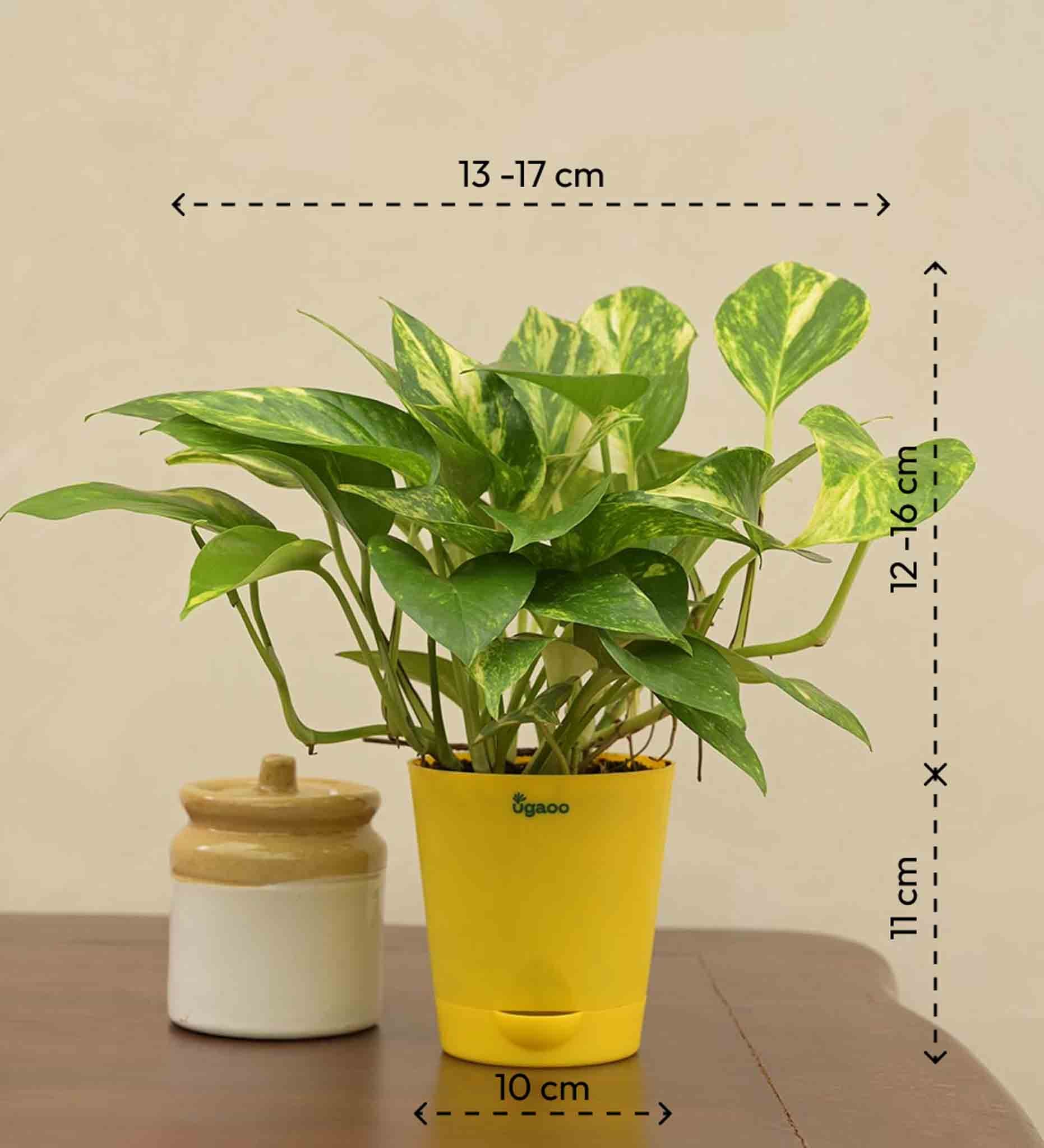 Money Plant Variegated Corporate Gift Hamper