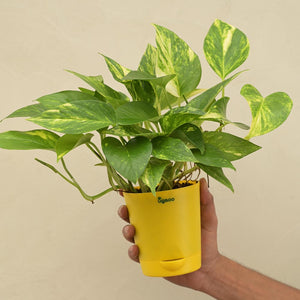 Money Plant Variegated Corporate Gift Hamper