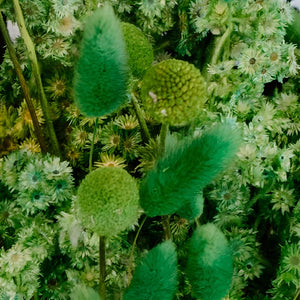 Moss Green Dried Flower Pack